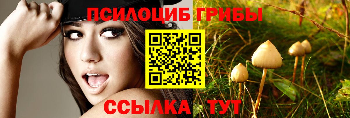 Псилоцибиновые грибы Psilocybe  Черняховск 
